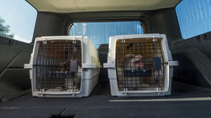 引っ越し前に知っておきたい 愛犬からのストレスサイン5つと対処法 みんなのペットライフ 引っ越し前に知っておきたい 愛犬からのストレスサイン5つと対処法 みんなのペットライフ