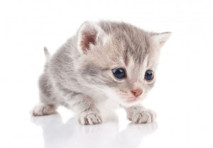 獣医師執筆 猫の発情期の困った行動はいつまで続く 対策は みんなのペットライフ 獣医師執筆 猫の発情期の困った行動はいつまで続く 対策は みんなのペットライフ