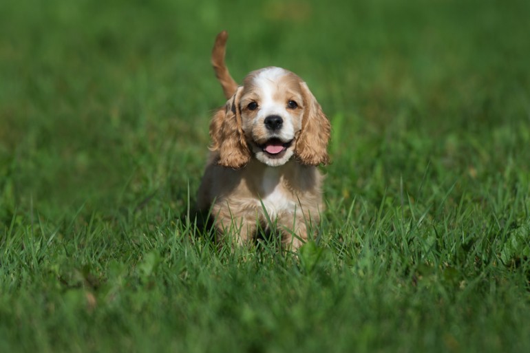 コッカー スパニエル 子犬 アメリカン