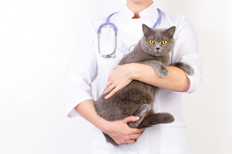 医師に抱っこされる猫