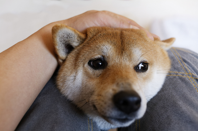 甘える柴犬