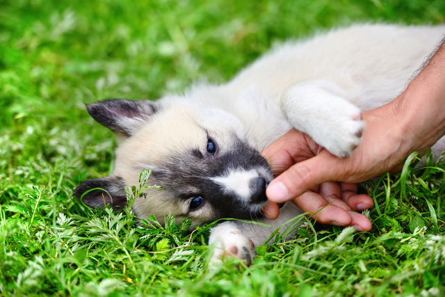 飼い主に甘える子犬