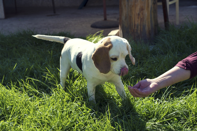 犬が自分の鼻や口をなめる理由 犬の気持ちと心配なケース みんなのペットライフ