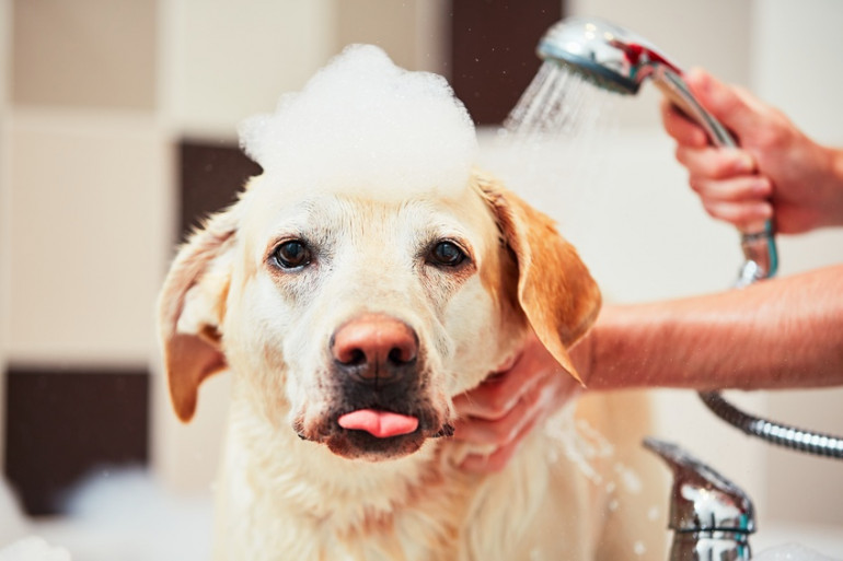 犬が自分の鼻や口をなめる理由 犬の気持ちと心配なケース みんなのペットライフ