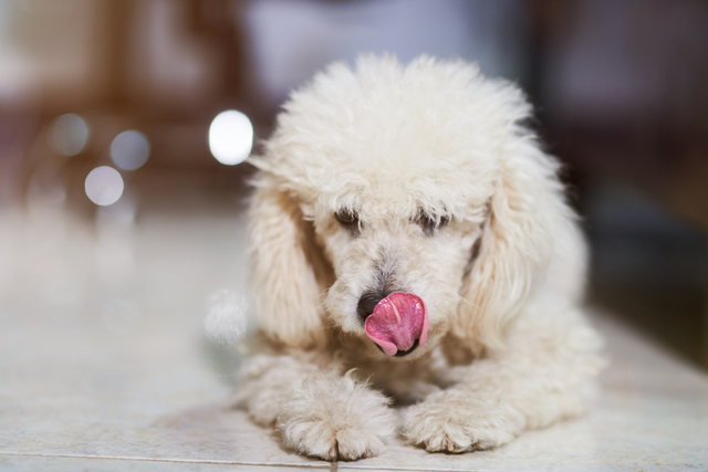 犬が自分の鼻や口をなめる理由 犬の気持ちと心配なケース みんなのペットライフ