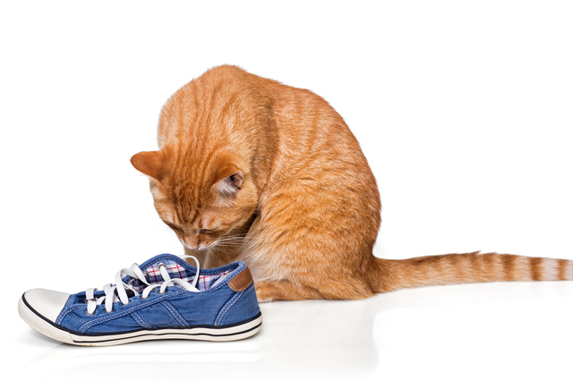 靴のにおいをかぐ猫