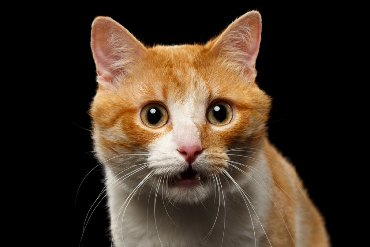 猫のフレーメン反応って何 においをかいだあと 変顔をする理由 みんなのペットライフ