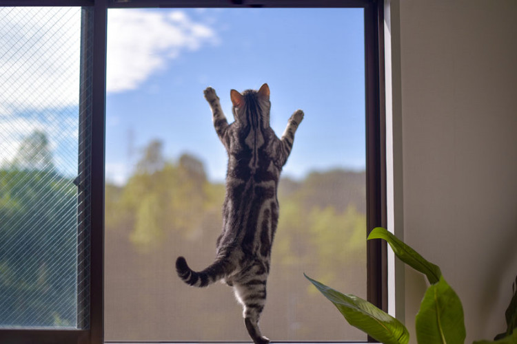 網戸につかまる猫