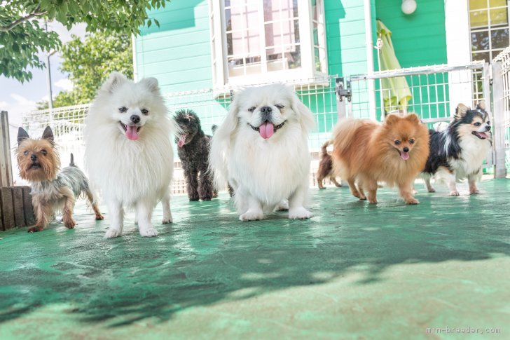 庭で遊ぶ犬