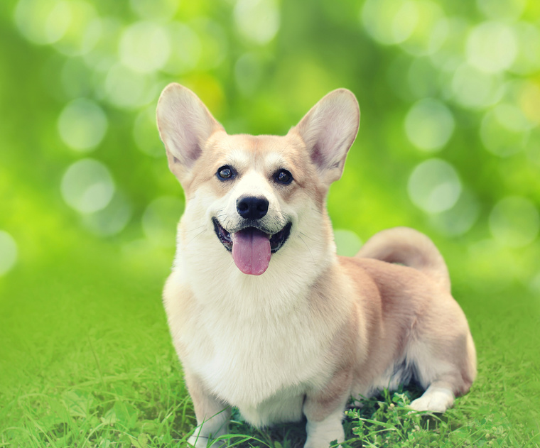 かわいすぎる 短足だけど活発な犬種 みんなのペットライフ かわいすぎる 短足だけど活発な犬種 みんなのペットライフ
