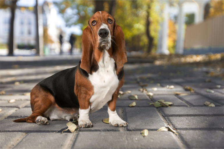 かわいすぎる 短足だけど活発な犬種 みんなのペットライフ かわいすぎる 短足だけど活発な犬種 みんなのペットライフ