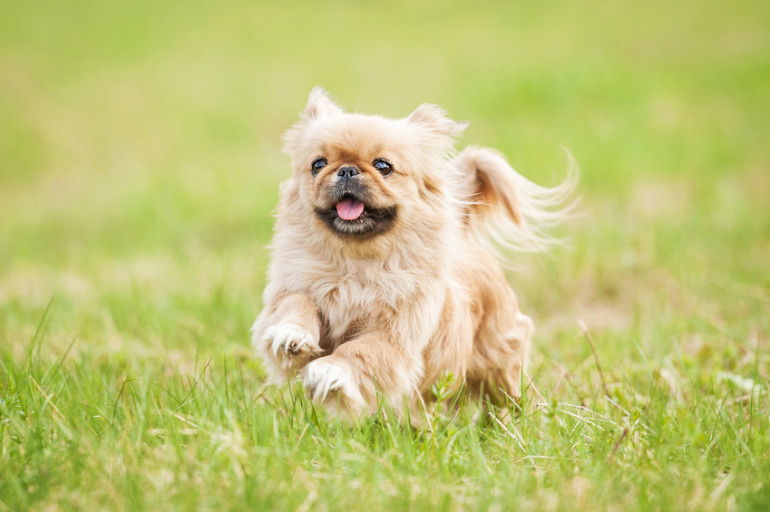 かわいすぎる 短足だけど活発な犬種 みんなのペットライフ かわいすぎる 短足だけど活発な犬種 みんなのペットライフ