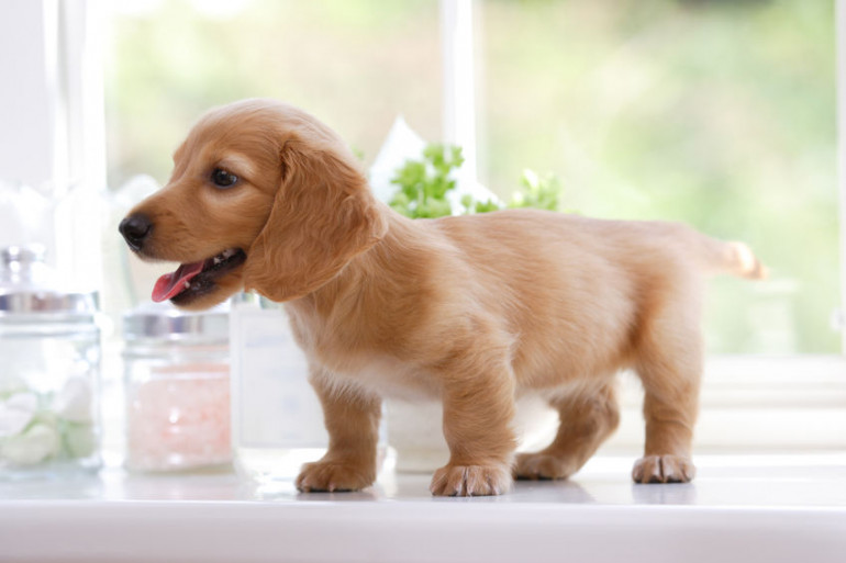 かわいすぎる 短足だけど活発な犬種 みんなのペットライフ かわいすぎる 短足だけど活発な犬種 みんなのペットライフ