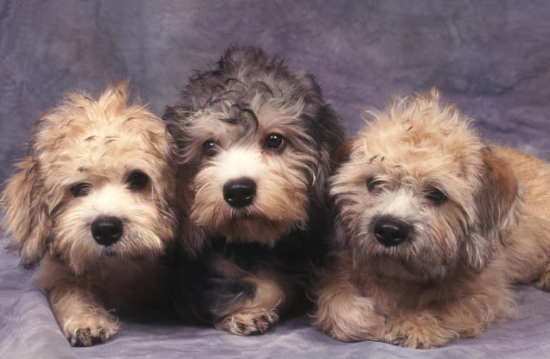 かわいすぎる 短足だけど活発な犬種 みんなのペットライフ かわいすぎる 短足だけど活発な犬種 みんなのペットライフ