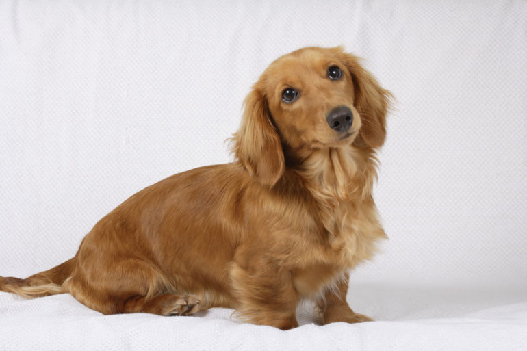 かわいすぎる 短足だけど活発な犬種 みんなのペットライフ