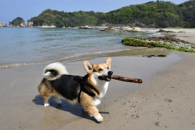 かわいすぎる 短足だけど活発な犬種 みんなのペットライフ