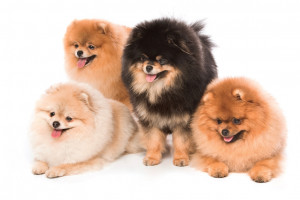 もふもふな犬はどんな種類がいる もふもふな犬種と 飼育上の注意 みんなのペットライフ もふもふな犬はどんな種類がいる もふもふな犬種と 飼育上の注意 みんなのペットライフ