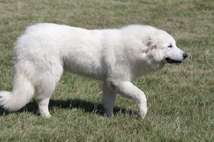 もふもふな犬はどんな種類がいる もふもふな犬種と 飼育上の注意 みんなのペットライフ もふもふな犬はどんな種類がいる もふもふな犬種と 飼育上の注意 みんなのペットライフ