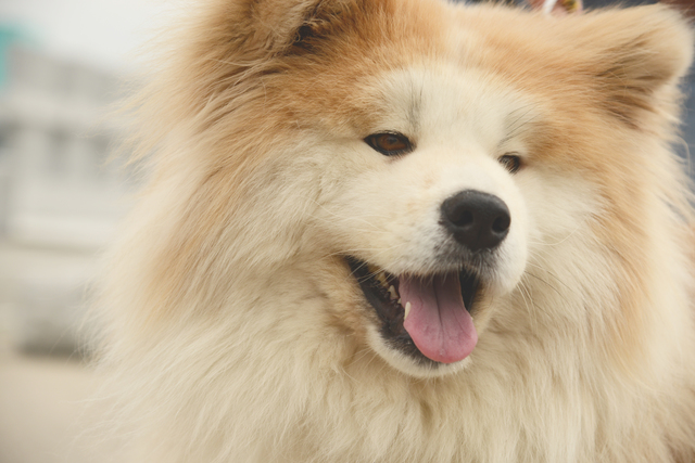 もふもふな犬はどんな種類がいる もふもふな犬種と 飼育上の注意 みんなのペットライフ