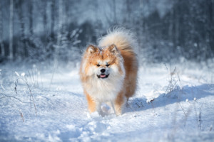 もふもふな犬はどんな種類がいる もふもふな犬種と 飼育上の注意 みんなのペットライフ もふもふな犬はどんな種類がいる もふもふな犬種と 飼育上の注意 みんなのペットライフ