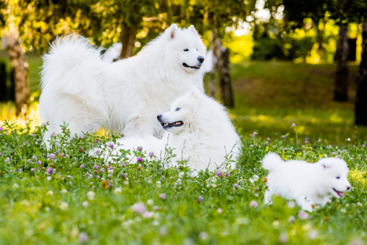 もふもふな犬はどんな種類がいる もふもふな犬種と 飼育上の注意 みんなのペットライフ