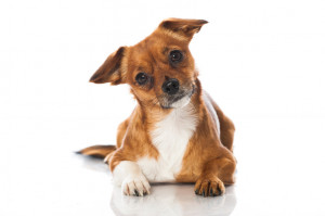 犬はなぜかわいいの 人が犬をかわいいと思う理由5選 みんなのペットライフ 犬はなぜかわいいの 人が犬をかわいいと思う理由5選 みんなのペットライフ