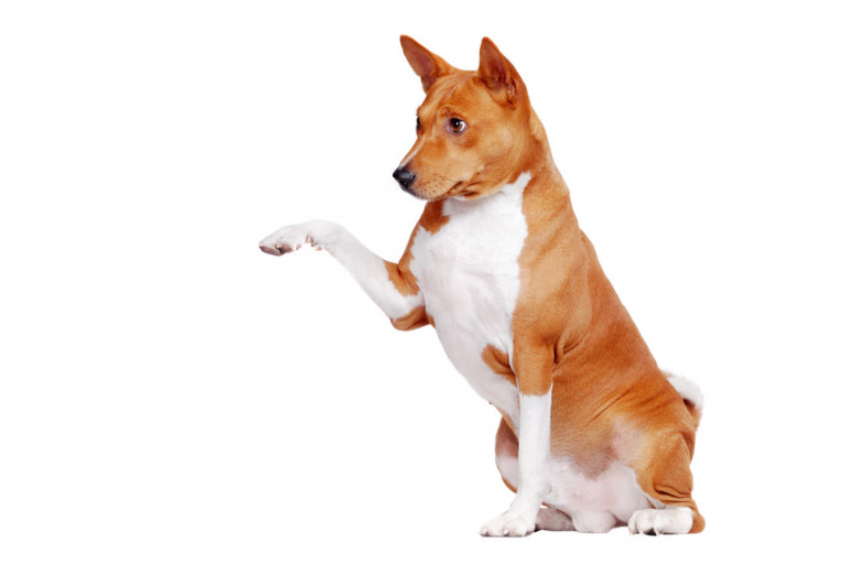 犬はなぜかわいいの 人が犬をかわいいと思う理由5選 みんなのペットライフ 犬はなぜかわいいの 人が犬をかわいいと思う理由5選 みんなのペットライフ