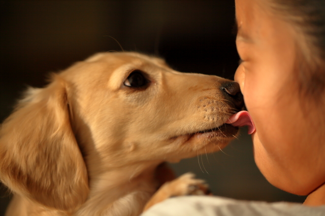 犬はなぜかわいいの 人が犬をかわいいと思う理由5選 みんなのペットライフ 犬はなぜかわいいの 人が犬をかわいいと思う理由5選 みんなのペットライフ
