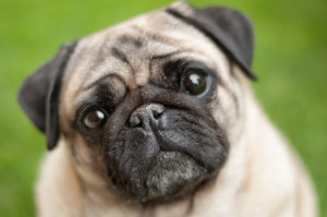 犬はなぜかわいいの 人が犬をかわいいと思う理由5選 みんなのペットライフ 犬はなぜかわいいの 人が犬をかわいいと思う理由5選 みんなのペットライフ