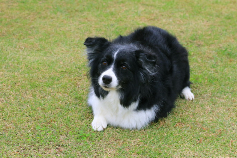 犬はなぜかわいいの 人が犬をかわいいと思う理由5選 みんなのペットライフ 犬はなぜかわいいの 人が犬をかわいいと思う理由5選 みんなのペットライフ
