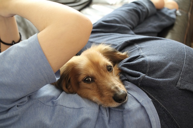 犬はなぜかわいいの 人が犬をかわいいと思う理由5選 みんなのペットライフ 犬はなぜかわいいの 人が犬をかわいいと思う理由5選 みんなのペットライフ