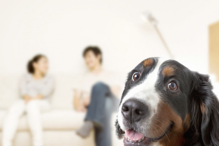 犬はなぜかわいいの 人が犬をかわいいと思う理由5選 みんなのペットライフ 犬はなぜかわいいの 人が犬をかわいいと思う理由5選 みんなのペットライフ