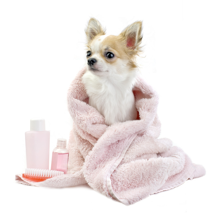 シャンプー後の犬