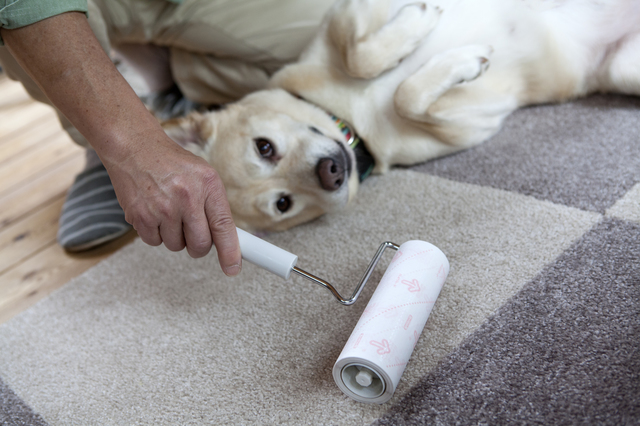 粘着クリーナーと犬