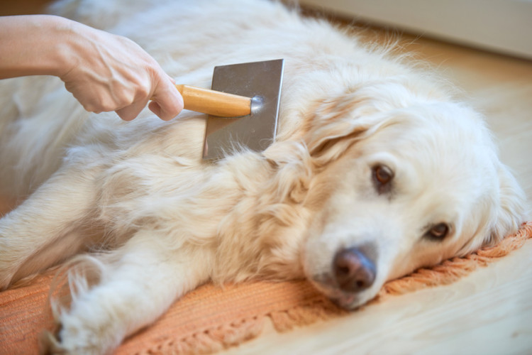 シャンプーされる犬