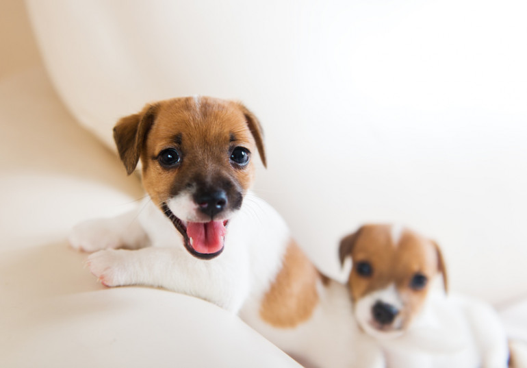 かわいい子犬2頭