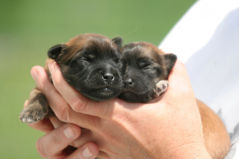 手の中の子犬