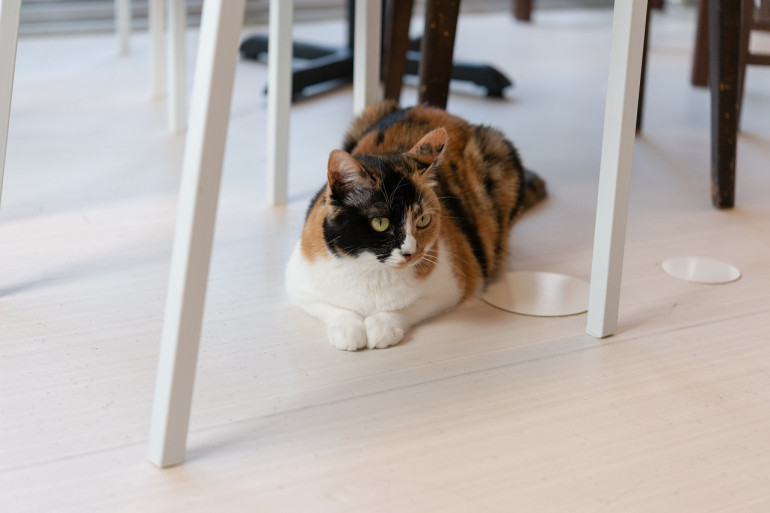 イスの下の猫