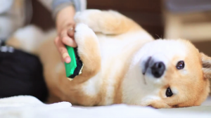 ころっころ ぬいぐるみみたいな柴犬たちの ドキドキなお外デビュー もっふもふ みんなのペットライフ