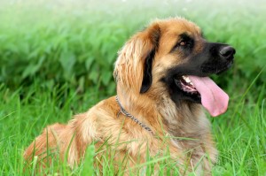 ライオンのような犬を目指して生まれた超大型犬 レオンベルガー みんなのペットライフ ライオンのような犬を目指して生まれた超大型犬 レオンベルガー みんなのペットライフ