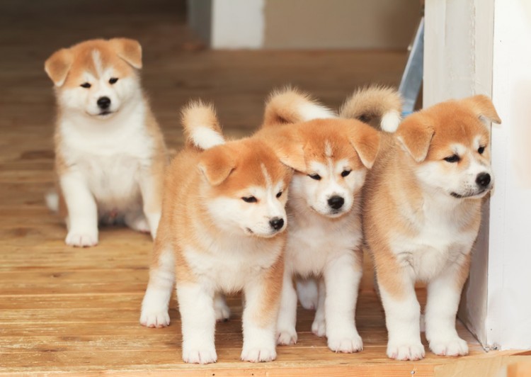 日本の国犬で天然記念物 秋田犬の歴史や性格 特徴 みんなのペットライフ