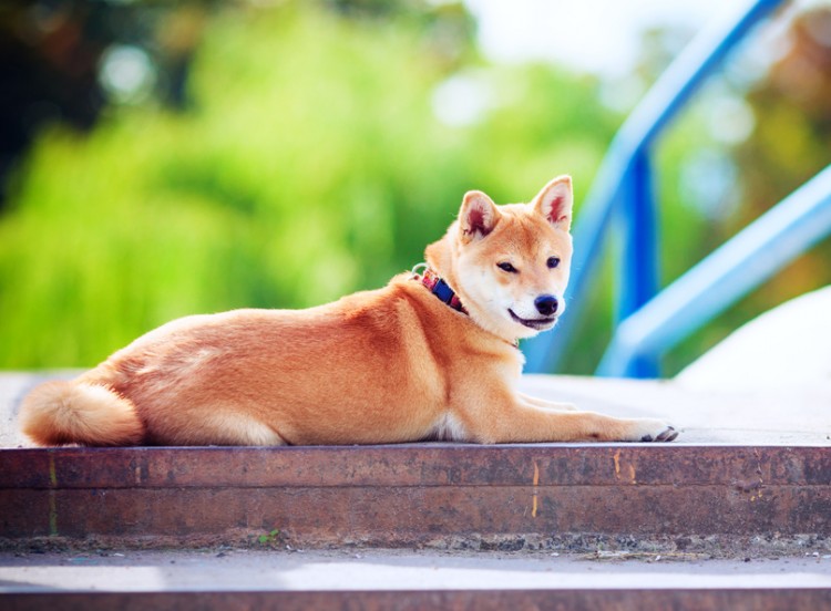 犬の性格 オスとメスの性格の違いとは みんなのペットライフ