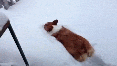 雪を見たらやるアレ 降り積もった雪にはしゃぐコーギーがかわいい みんなのペットライフ 雪を見たらやるアレ 降り積もった雪にはしゃぐコーギーがかわいい みんなのペットライフ