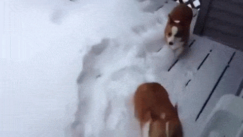 雪を見たらやるアレ 降り積もった雪にはしゃぐコーギーがかわいい みんなのペットライフ