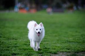 吠えてうるさい は過去の話 日本スピッツの特徴と飼育方法 みんなのペットライフ
