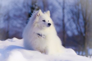 吠えてうるさい は過去の話 日本スピッツの特徴と飼育方法 みんなのペットライフ 吠えてうるさい は過去の話 日本スピッツの特徴と飼育方法 みんなのペットライフ