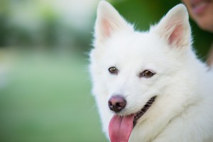 吠えてうるさい は過去の話 日本スピッツの特徴と飼育方法 みんなのペットライフ 吠えてうるさい は過去の話 日本スピッツの特徴と飼育方法 みんなのペットライフ