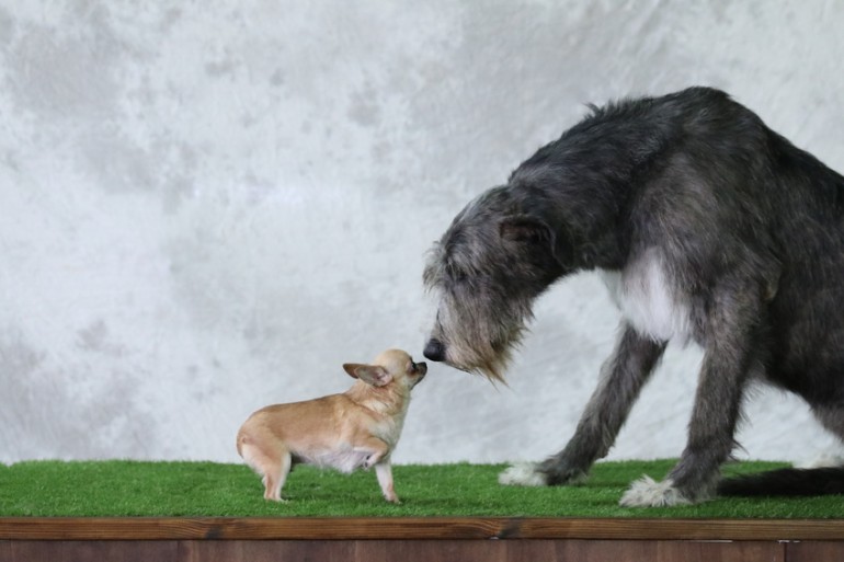 ポニーと間違えられる 超大型犬 アイリッシュウルフハウンドという犬種 みんなのペットライフ