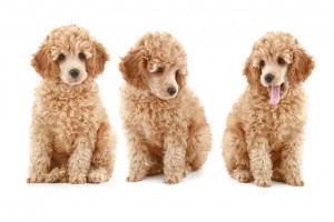 遊ぶのが大好き オスのトイプードルの飼い方のポイント みんなのペットライフ 遊ぶのが大好き オスのトイプードルの飼い方のポイント みんなのペットライフ