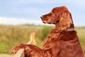 容姿端麗だけど 明るい天然ちゃん アイリッシュセッターの特徴と飼い方 みんなのペットライフ 容姿端麗だけど 明るい天然ちゃん アイリッシュセッターの特徴と飼い方 みんなのペットライフ